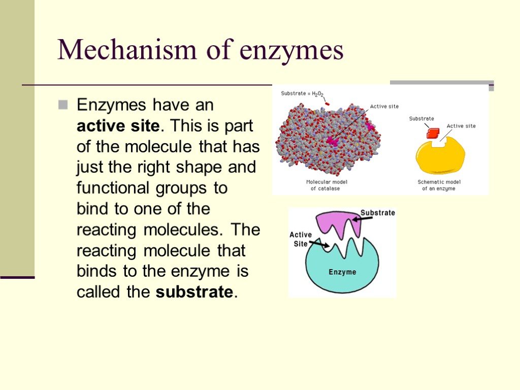 Mechanism of enzymes Enzymes have an active site. This is part of the molecule